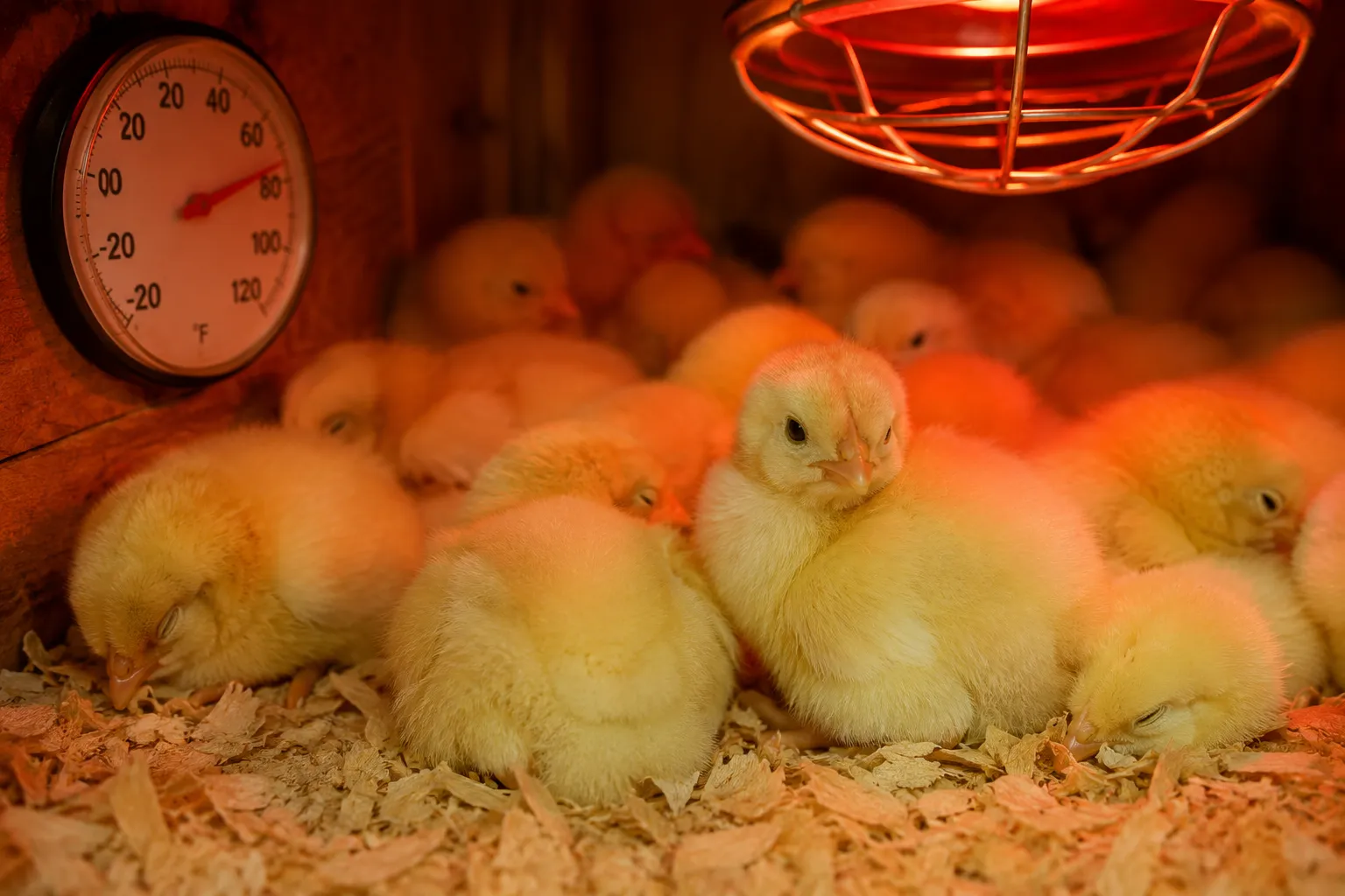 What Happens If Chickens Don't Get Light at Night?